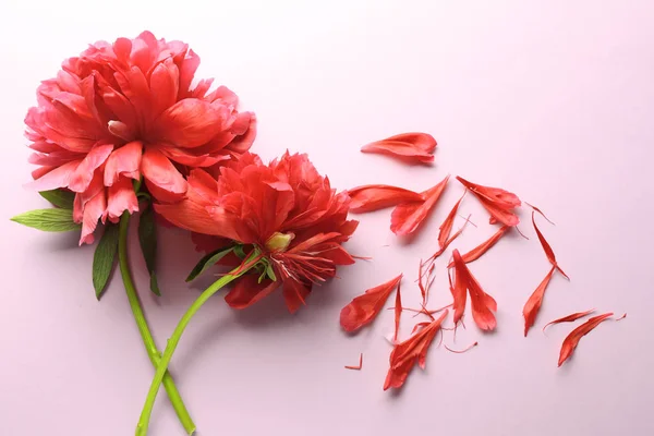 Όμορφο παιωνία λουλούδι — Φωτογραφία Αρχείου