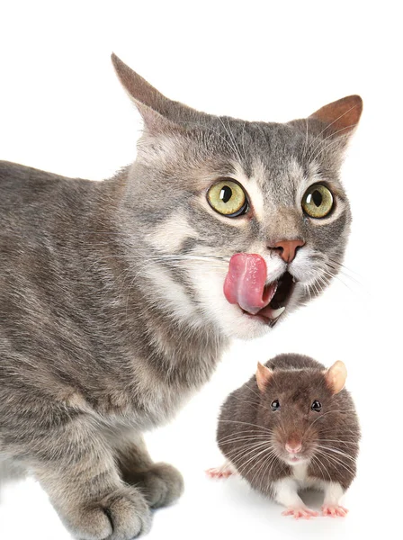 Lindo gato y ratón — Foto de Stock