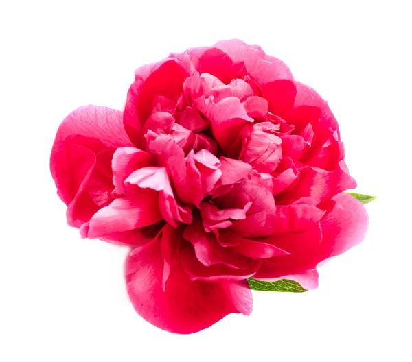 Bellissimo fiore di peonia — Foto Stock