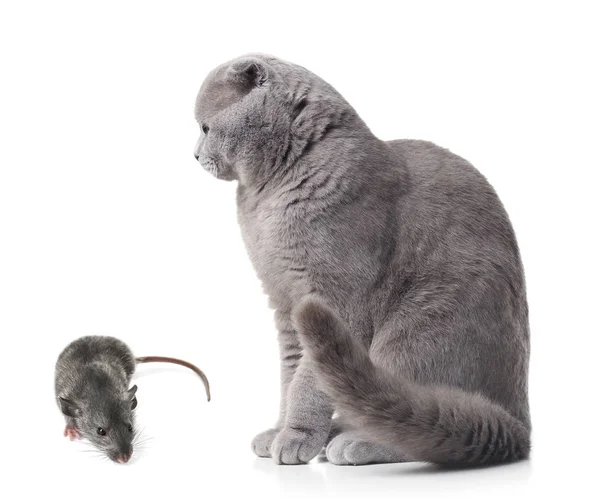 Gato bonito e rato — Fotografia de Stock