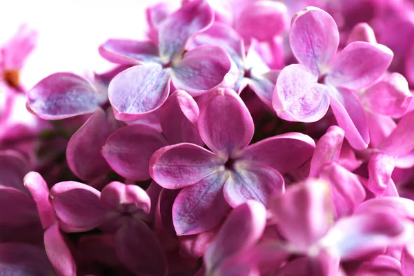 Eflatun çiçekler çok güzel — Stok fotoğraf