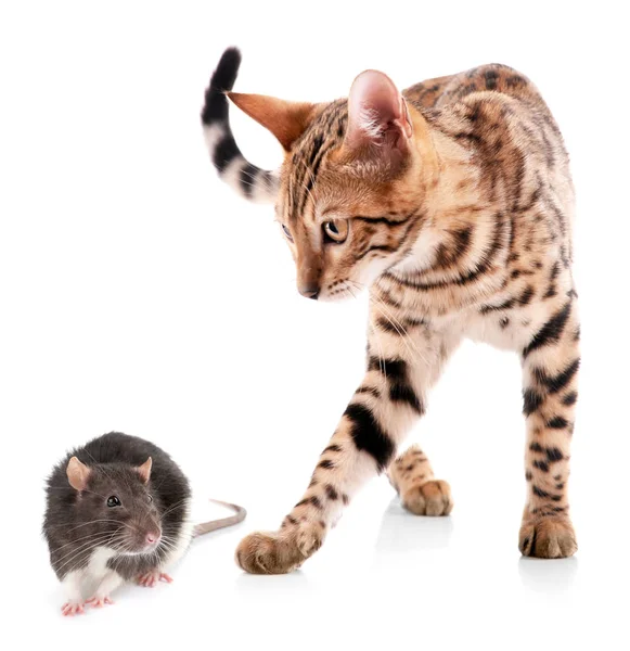 Χαριτωμένο γάτα και το ποντίκι — Φωτογραφία Αρχείου