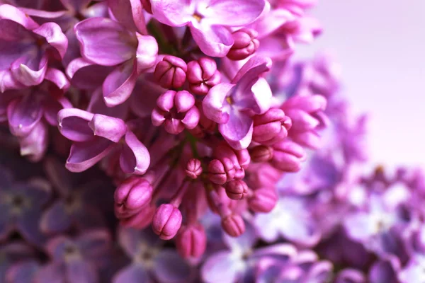 Hermosas flores lila — Foto de Stock