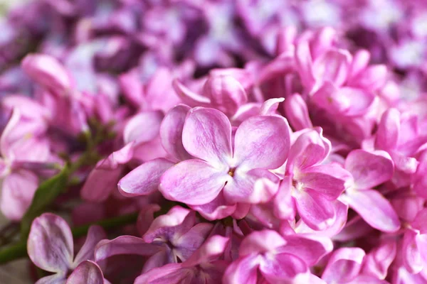 美丽的淡紫色花朵 — 图库照片