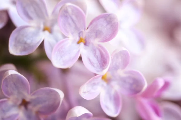 美しいライラック色の花 — ストック写真