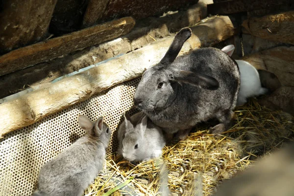 귀여운 토끼 농장 — 스톡 사진