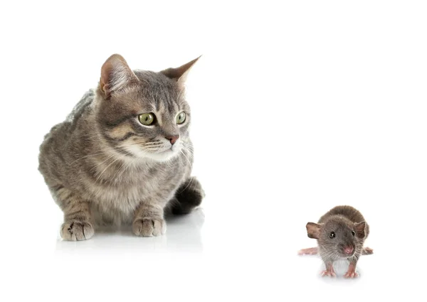 Симпатичная кошка и мышь — стоковое фото