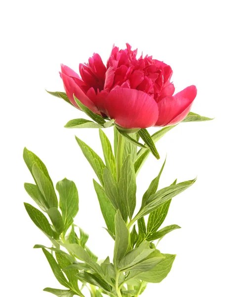 Schöne Pfingstrose Blume — Stockfoto