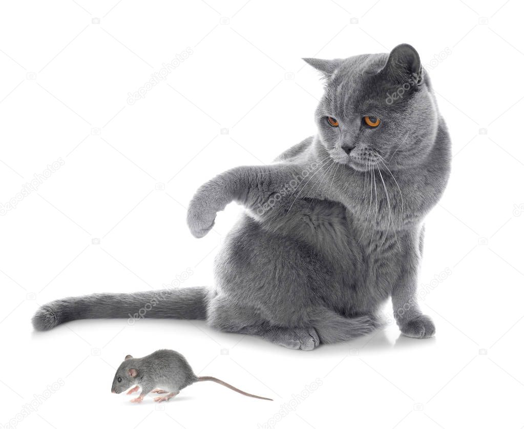 Cute cat and mouse 