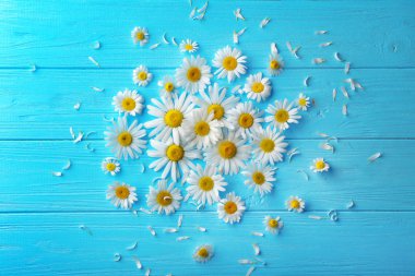 güzel papatya çiçeği 