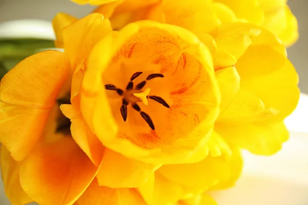 Красиві жовті квіти тюльпанів — стокове фото