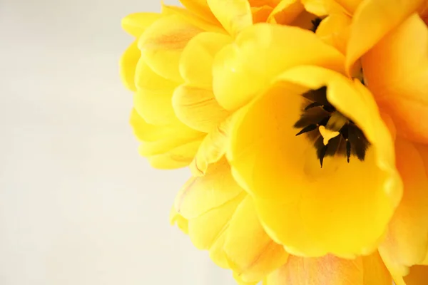 Beautiful yellow tulip flowers — Stock Photo, Image