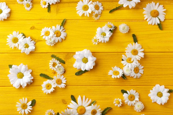 Hermosas flores de manzanilla — Foto de Stock