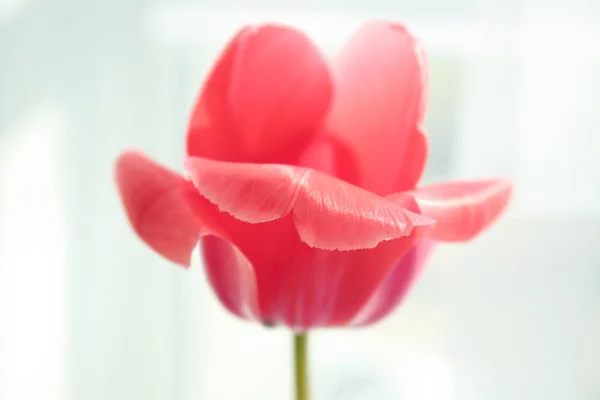 Hermosa flor de tulipán —  Fotos de Stock