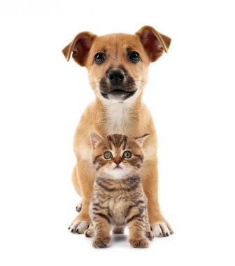 Şirin yavru kedi ve köpek yavrusu  