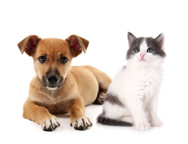 Şirin yavru kedi ve köpek yavrusu  
