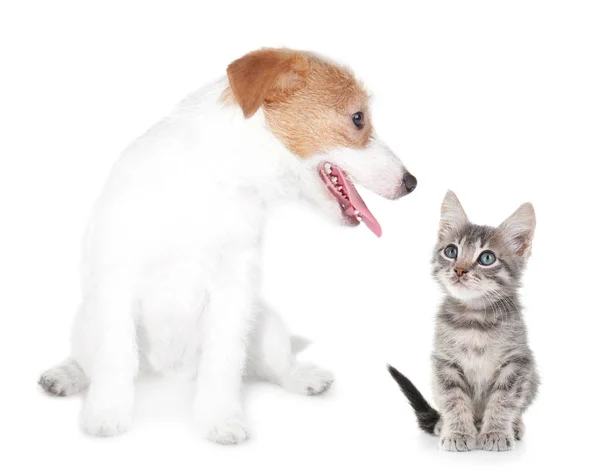 Cute kitten and puppy — Stock Photo, Image