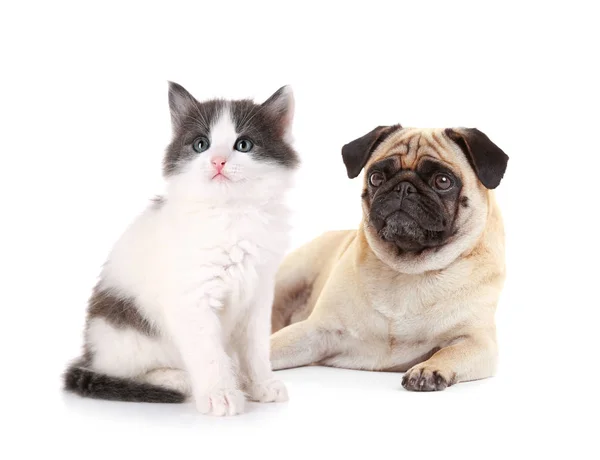 Sevimli yavru kedi ve pug köpek — Stok fotoğraf