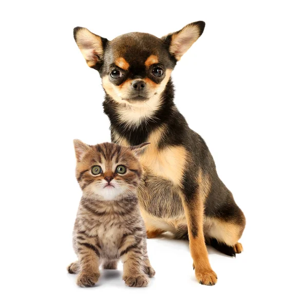 Милые котенок и щенок — стоковое фото