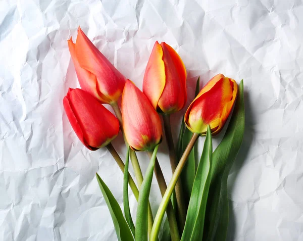 Bellissimi fiori di tulipano — Foto Stock