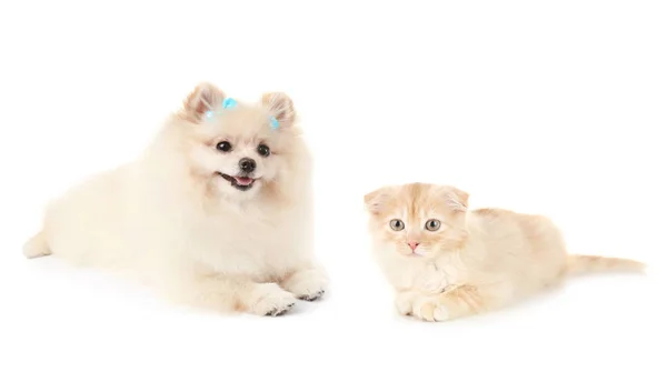 Gatinho bonito e cachorro — Fotografia de Stock