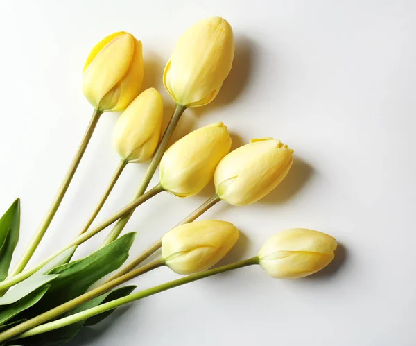 Schöne Tulpenblüten — Stockfoto