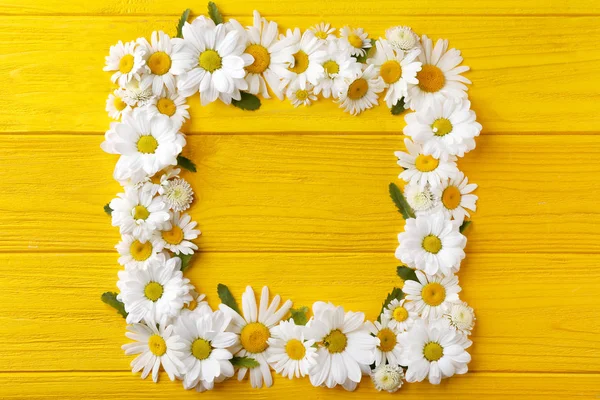 Beautiful chamomile flowers — Stock Photo, Image