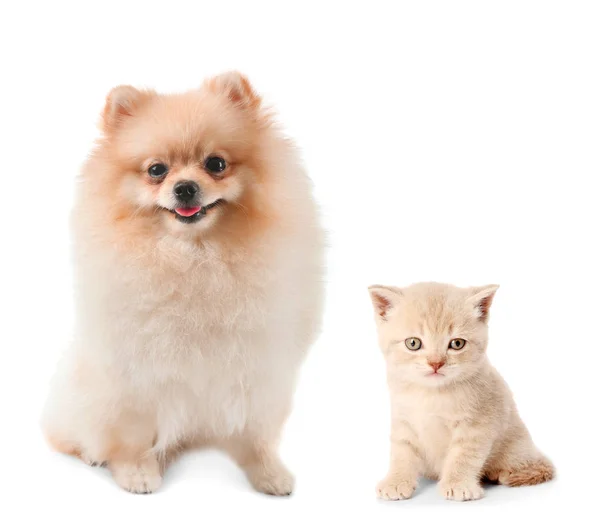 Şirin yavru kedi ve köpek yavrusu — Stok fotoğraf