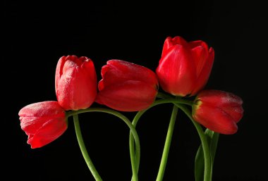 güzel kırmızı lale 