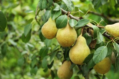 Pears on tree in  garden clipart