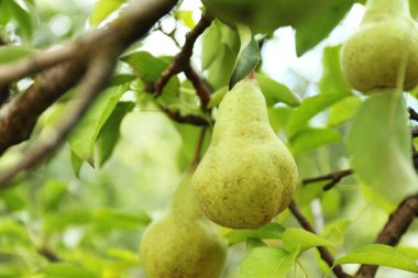 Armut Ağacı bahçede üzerinde