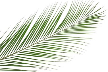 güzel tropikal palmiye yaprağı