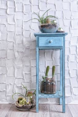 Succulents ve kaktüs ile Florarium