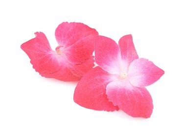 güzel pembe ortanca çiçekleri 