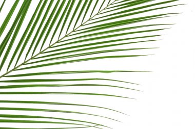 güzel tropikal palmiye yaprağı