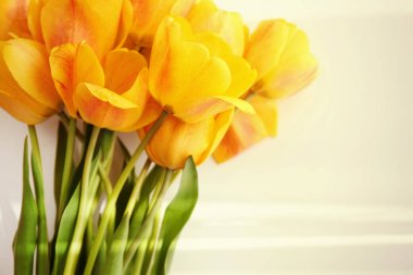 Güzel Sarı Lale çiçek 
