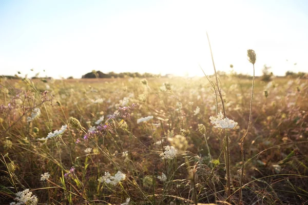 Летнее поле с дикими цветами — стоковое фото