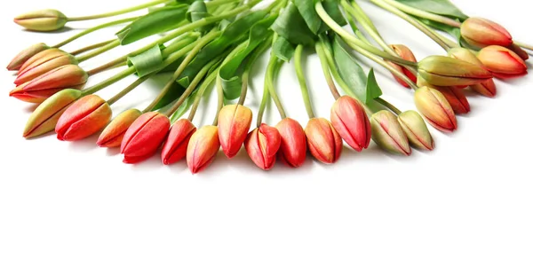 Beautiful tulip flowers — Stock Photo, Image