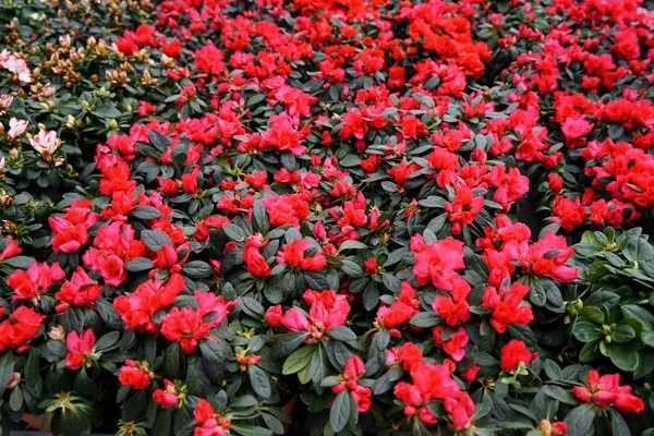 Un montón de flores de colores —  Fotos de Stock