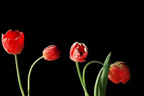 Beautiful red tulips — Stock Photo, Image