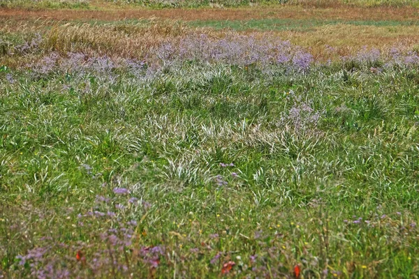 野生の花で夏の畑 — ストック写真