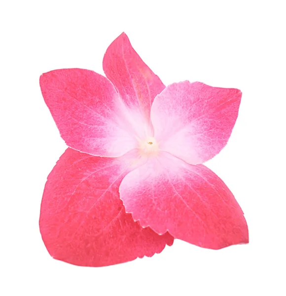 Vacker rosa hydrangea blomman — Stockfoto