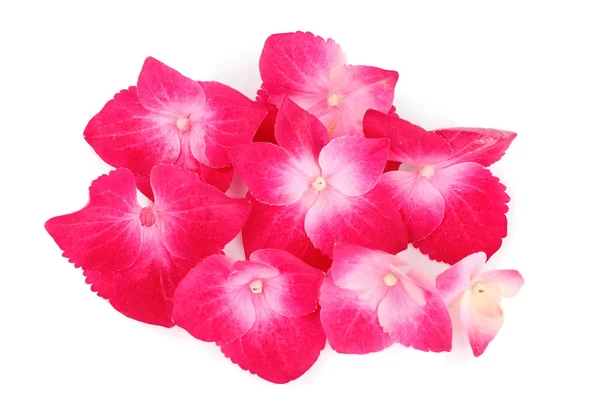 Beautiful pink hydrangea flowers — Stock Photo, Image