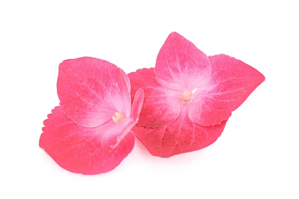 Lindas flores de hortênsia rosa — Fotografia de Stock