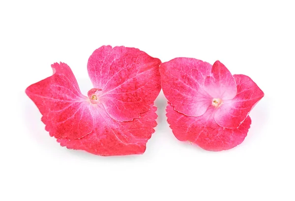 Beautiful pink hydrangea flowers — Stock Photo, Image