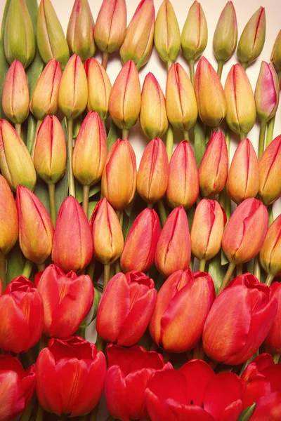 Lindas flores de tulipa — Fotografia de Stock