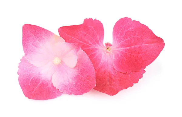 Красивые розовые гортензии — стоковое фото