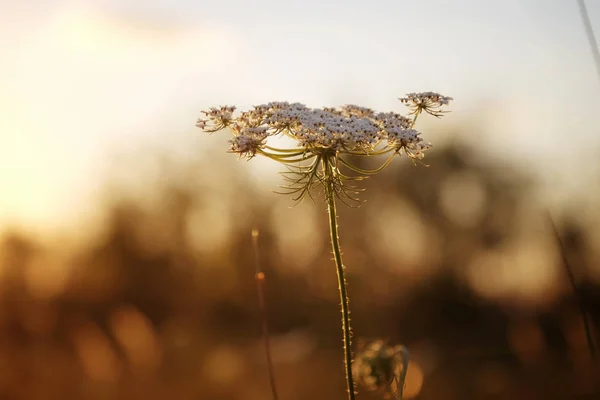 Дикий цветок на летнем поле, крупный план — стоковое фото