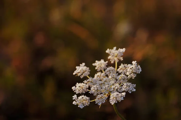 Wild flower on summer field, closeup — Stock Photo, Image