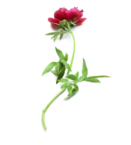 Schöne Pfingstrose Blume — Stockfoto